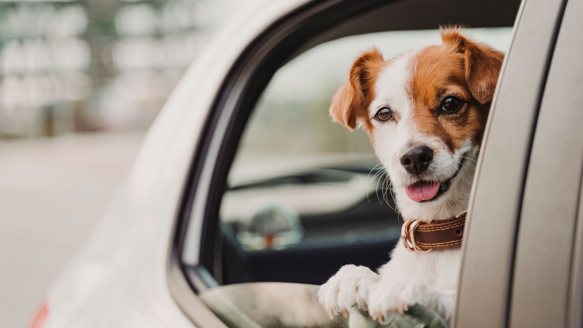 Kam vyrazit na výlet se psem? Tipy na dog friendly místa po celé ČR